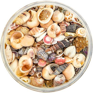 700 Pcs Tiny Craft Spiral Seashell For Diy Art Home Sea Shells Decoration 0.4-1"