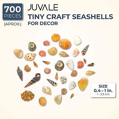 700 Pcs Tiny Craft Spiral Seashell For Diy Art Home Sea Shells Decoration 0.4-1"