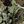 Woods Camo