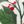 Holiday Botanical