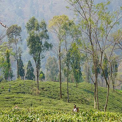 Organic Darjeeling Second Flush Tea