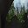 Forest Bear