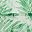 Palms