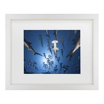 Trademark Fine Art Hammerhead Shark Matted Framed Wall Art
