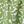 Dk Green Maisy Mod