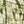 Green Abstrast
