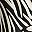 Black Botanic Zebra