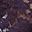 Black Purple