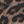 Tan Leopard Print