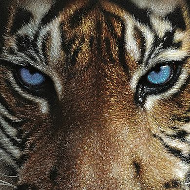 Hart Puzzles Blue Eyes Tiger 1000 Piece Puzzle
