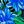 Rainforest