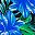 Rainforest