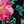 Hothouse