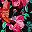 Hothouse