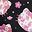 Cherry Blossoms