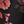 Black Red Floral