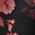 Black Red Floral
