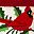 Red Bird