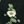 Black White Green