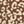 Brown Leopard