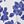 Bright Blue Magnolia