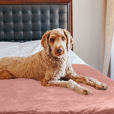 Kohls dog blanket sales