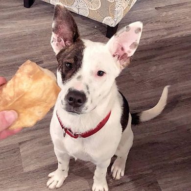 Yeti Crunchy Puffs Yak Cheese Treats