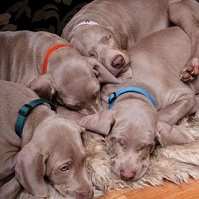 Small Dogs Adjustable Snap Id Collars 16 Pcs