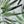 Green White