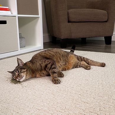 SmartyKat Catnip with Silvervine Cat Attractant