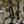 Woods Camo
