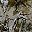 Woods Camo