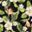 Hibiscus Floral Black