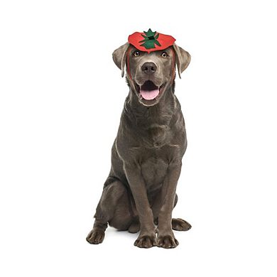 Midlee Dog Pumpkin Headband Halloween Costume