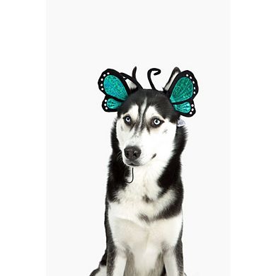 Midlee Blue Butterfly Headband Halloween Dog Costume