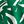 Ivory Green Foliage