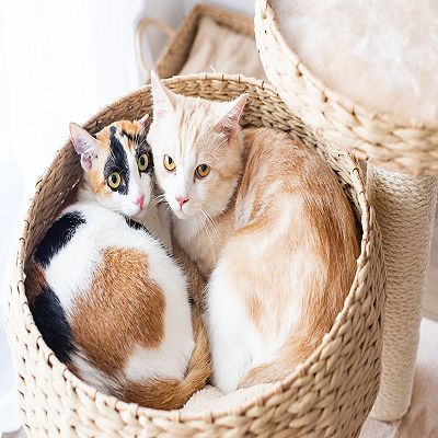Petpals Cat Tree Cozy