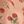 Coral Tomato
