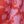 Vivid Pink Floral