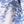 Blue Tropical Toile
