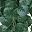 Green Begonia Leaves
