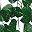 Green Pothos Leaves