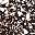 Black Speckle