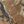 Woods Camo