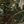 Forest Camo Green