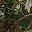 Forest Camo Green