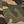 Olive Camo