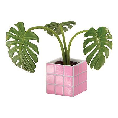philodendron asperatum Philodendron sp. 'Peltatum' – Silver-Toned Heart with Velvety Finish main image 1