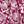 Plum Beige