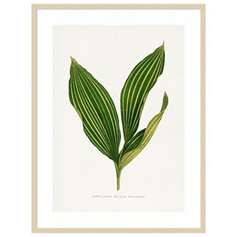 Lily of the Valley Leaf Illustration by Pictufy Wood Framed Wall Art Print